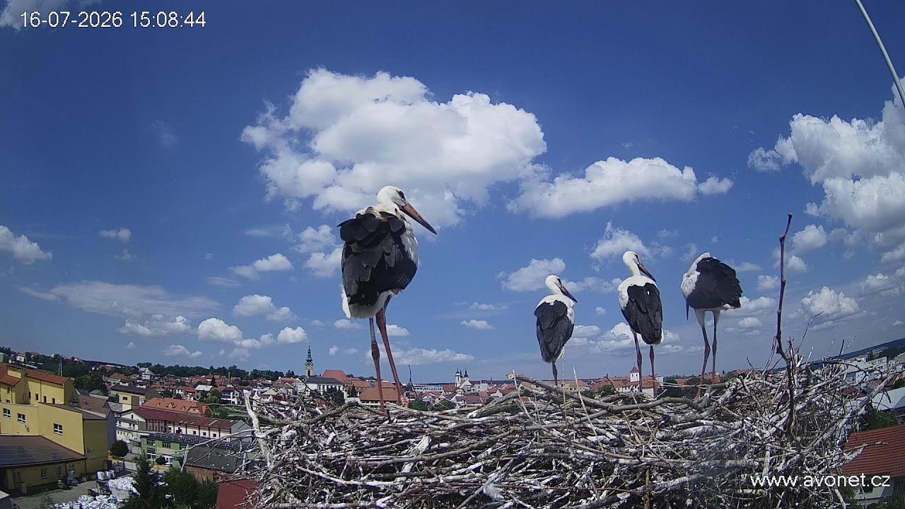 Live webcam view of Uherský Brod Stork Nest