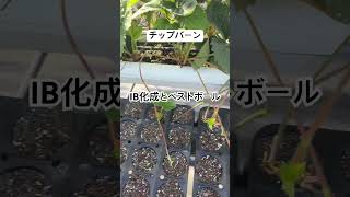 チップバーンとその原因 #農業 #農協 #いちご