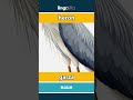 heron - garza video thumbnail