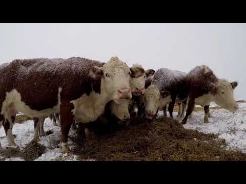, title : 'Jak utrzymywać duże stado bydła mięsnego?'