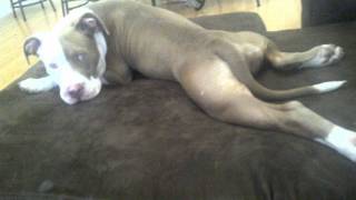 I Dont Like You (JFA) theSons of Bitches (Firebaugh Punk)