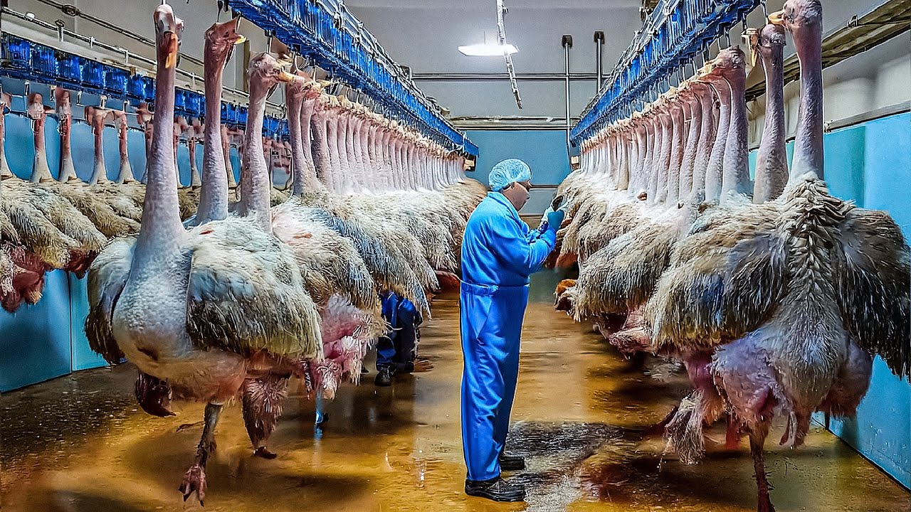 How Millions Of Ostriches Farm For Meat, Skin And Eggs in China  - Ostriches Eggs Harvest Technology