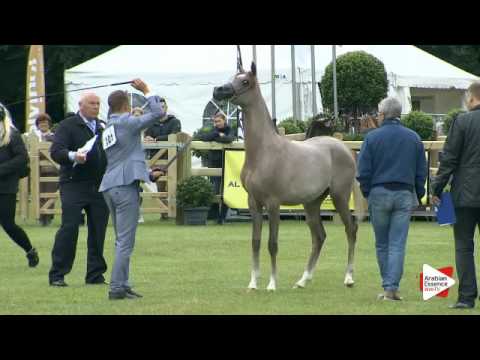 N.101 DUJA ATHBAH - Bruges 2016 - Yearling Fillies (Class 101A)