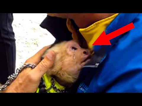 Circus Monkey Cries Out In Joy When He’s Reunited With The Man Who Cared For Him