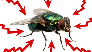 11 Effective Home Remedies For Flies (GET RID OF THEM FAST!)