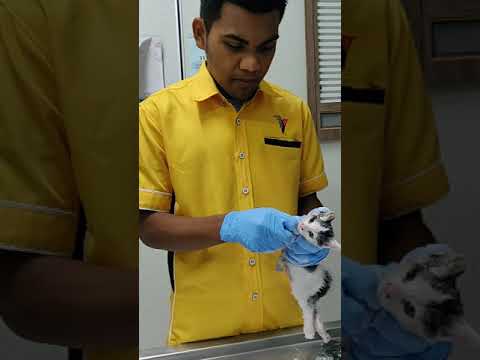 How to get a cat out of a rat glue -Cara selamatkan kucing terperangkap gam tikus dengan baby powder