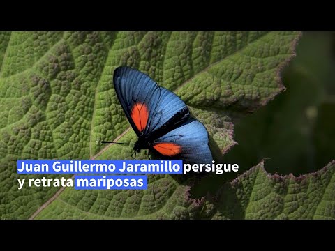Fotógrafo de mariposas retrató el universo alado de Colombia | AFP