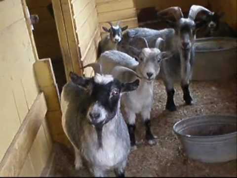 NEJ, det är EN KÅÅÅL! SA DU KÅL ?!