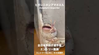 【クソザコ】早脱ぎ選手権に挑戦するカエルに密着！