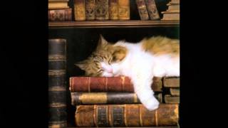 Kitten Lullaby - Leonard Cohen&#39;s &quot;Lullaby&quot;