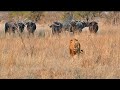 Large Male Lions Chased By Cape Buffalo Herd In Kruger National Park 30 Oct 2024 Orpen Gate Area