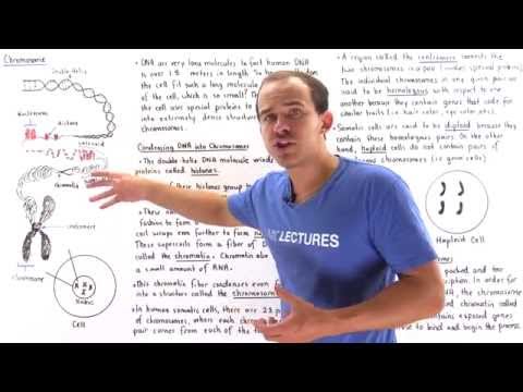 Chromatin and Chromosomes