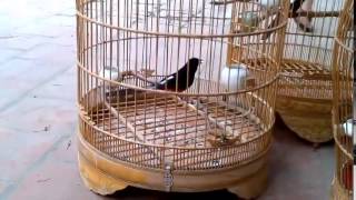 Download lagu Suara Kicau Burung MURAI BATU GACOR Juara Nasional mp3 Download lagu Suara Kicau Burung MURAI BATU GACOR Juara Nasional mp3