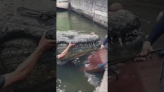 Download lagu detik-detik evakuasi buaya yg memangsa anak kecil #buaya @Shorts mp3 Download lagu detik-detik evakuasi buaya yg memangsa anak kecil #buaya @Shorts mp3