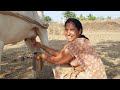 Viral Cow Milk Making Vlog