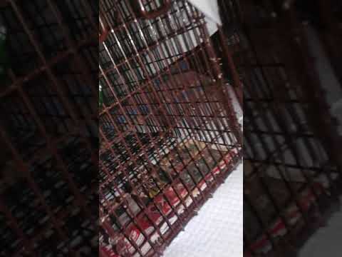 A typical night trapping cats - training new volunteers