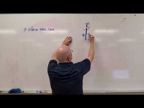 Professor Long 2402 Lab Veins of the Leg Drawing