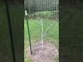 Deer love my Loquat fruit trees