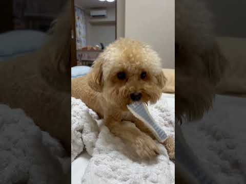 経営学科 タオル地が大好きトイプードル12ヶ月 #toypoodle #トイプードル