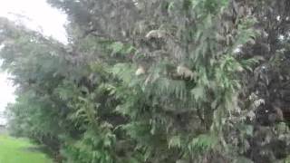 Leyland Cypresses and Winter Damage