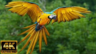 As Belezas das Araras  (relaxar e dormir)