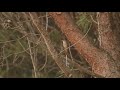 Rossignol chant / Nightingale song.