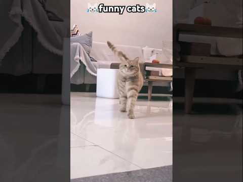 Cat funny 😅🤣 #funny #catcomedy #cats