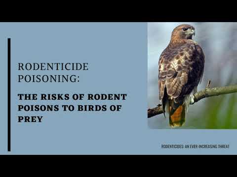 Rodenticide Poisoning