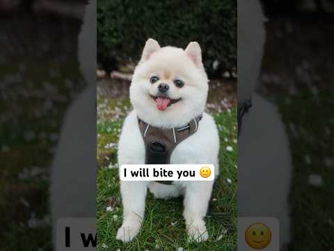 This Pomeranian is NIPPY 😬🚨 can I pull it off?