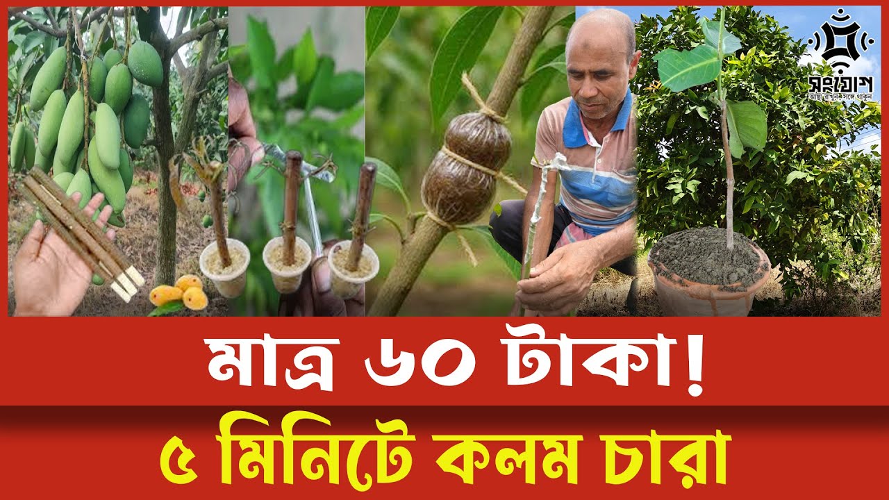 মাত্র ৬০ টাকায় কলম চারা! ৫ মিনিটে সহজ পদ্ধতি