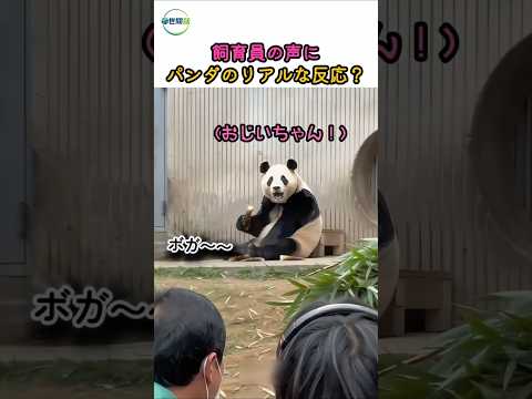 飼育員のおじいちゃんが再会した瞬間、パンダがとった行動に涙…😭