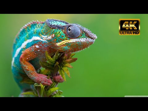5K Madagascar Wildlife   Incredible Nature of Madagascar 2
