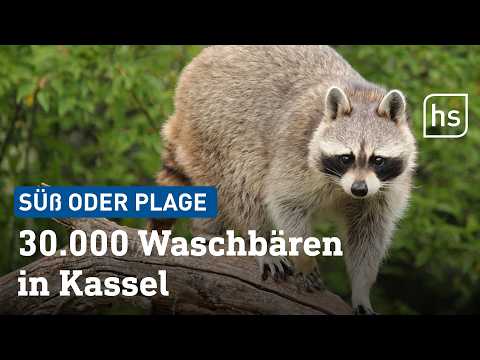 Kassel ist Deutschlands Waschbären-Haupstadt | hessenschau