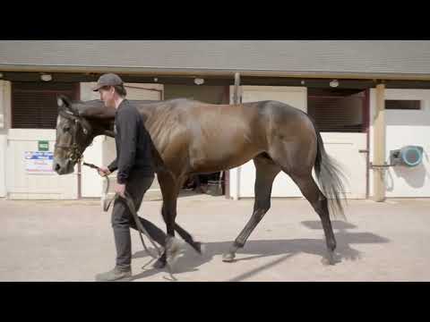 2025 Breeze Up - Lot 16 - c.N (HAVANA GREY x BALLYALLA)