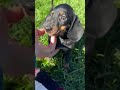 Dachshund dogs for sale: Archie❤️ACA Registered🐾 - Video 2