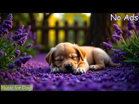 NO ADS 12 HOUR of dog sleep relaxation music🎵Separation anxiety relief and stress 🐶Dog's favorite
