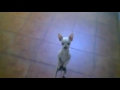 Tierno chihuahua bailando flamenco