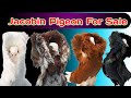 Pigeon for sale | Jacobin pigeon for sale | Best quality pigeon for sale | Jacobin  sale in Pakistan