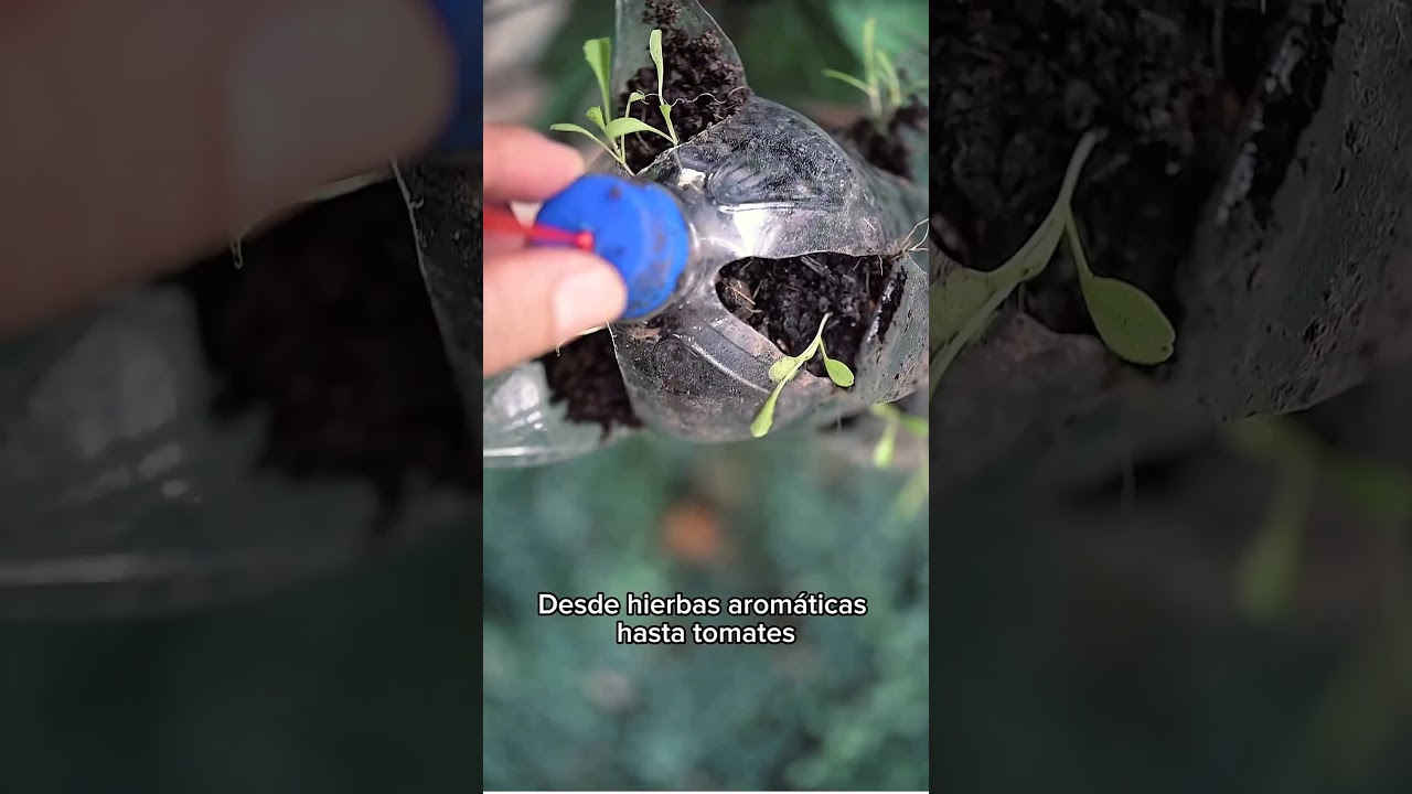 Cultiva tu propio huerto en cualquier espacio pequeño