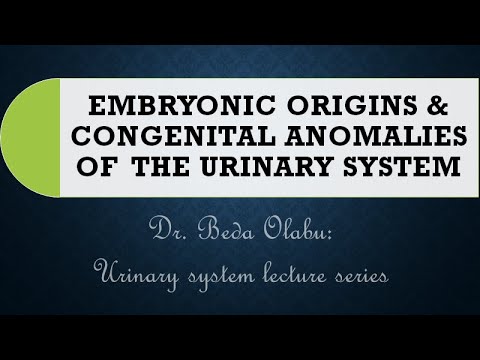 DEVELOPMENT & CONGENITAL ANOMALIES OF THE URINARY SYSTEM