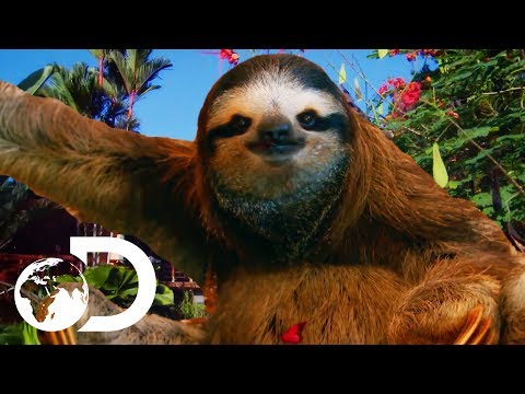 The Most HEARTBREAKING Sloth Bromance | Meet The Sloths