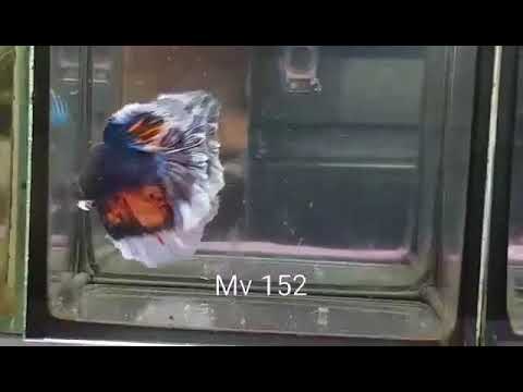 (MV-152) Dark Fancy Armageddon Halfmoon Male Betta