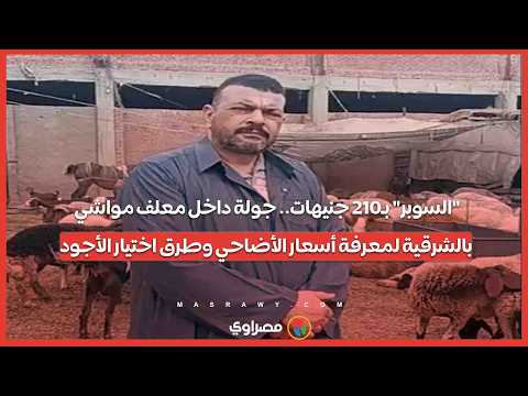 "السوبر" بـ210 جنيهات.. جولة داخل معلف مواشي بالشرقية لمعرفة أسعار الأضاحي وطرق اختيار الأجود 