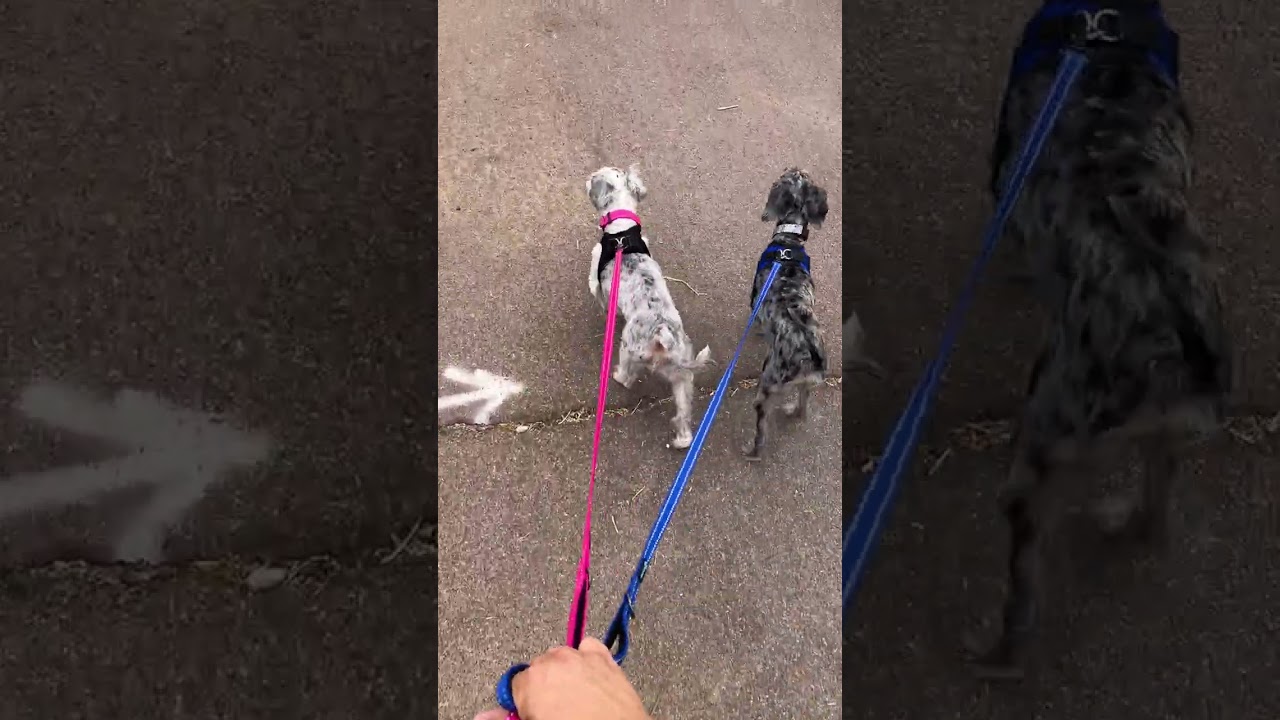 Enlarge Hershey and Daisy (bonded pair), a Adoptable mixed breed in Scottsdale, AZ video 6/6