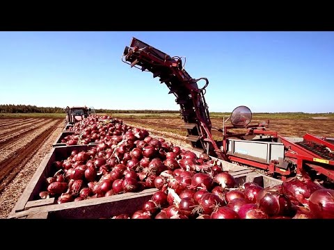 , title : 'Cultivation And Harvest Of Hundreds Of Tons Of Onions - Modern Agriculture Technology'
