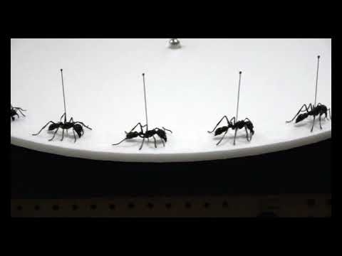 3Dゾートロープ（サシハリアリ）Insects x 3D zoetrope #5 Paraponera clavata (Short version)