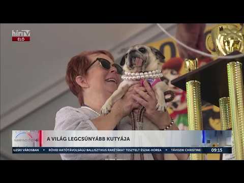 Ezen a versenyen nem a szépségért díjazták a kutyákat  - Napindító - HírTV