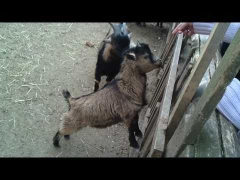 hettingen - wildpark ;)