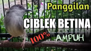 Download lagu Panggilan ciblek betina ribut | 100% AMPUH mp3 Download lagu Panggilan ciblek betina ribut | 100% AMPUH mp3