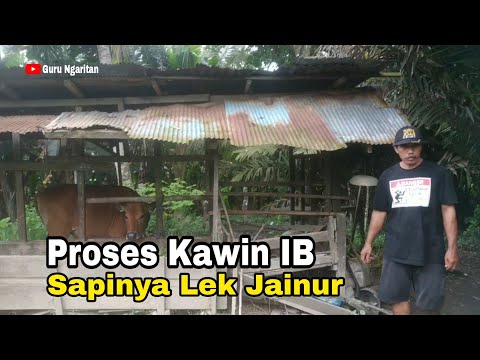 Proses Kawin IB Sapi Bali Lek Jainur || mudah-mudahan hamil ya lek #cow #sapi #IB